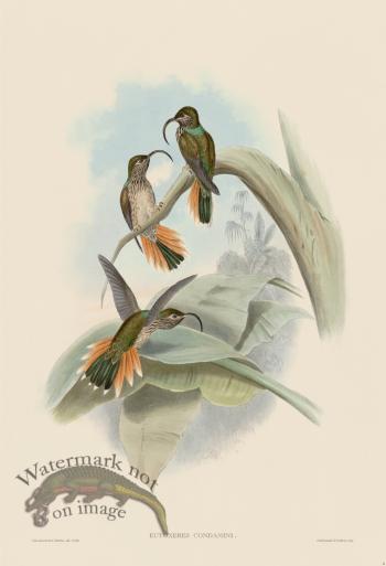 Gould Hummingbird 004